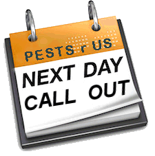 Pest Control. Pest Control Company Hondon